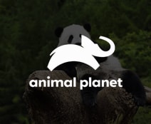Our Client- ANIMAL PLANET